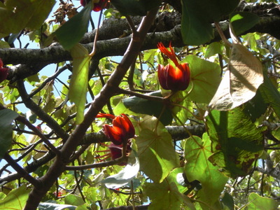 hand tree